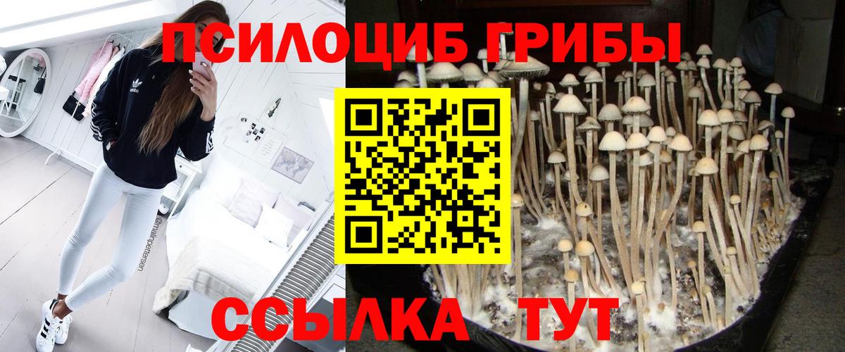 Псилоцибиновые грибы Cubensis  как найти закладки  Вход с VPN  Приморско-Ахтарск  Псилоцибиновые грибы ЛСД 